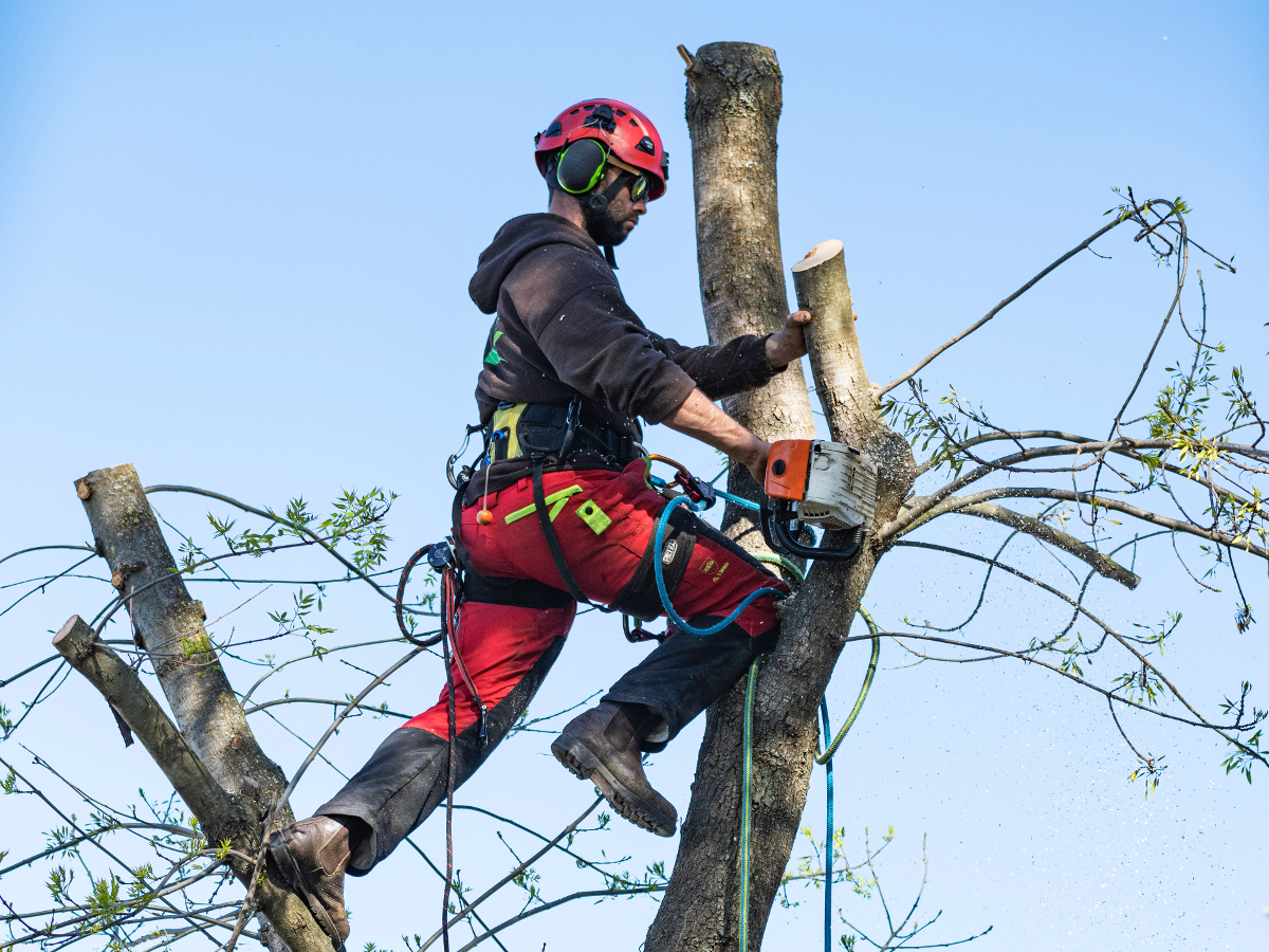 techniques arboriculture