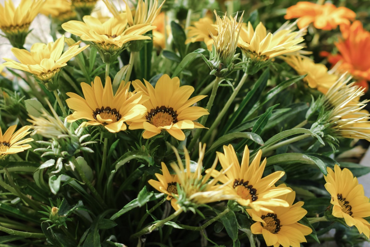 Gazania rigens : cultiver la marguerite du Cap résistante au manque d'eau