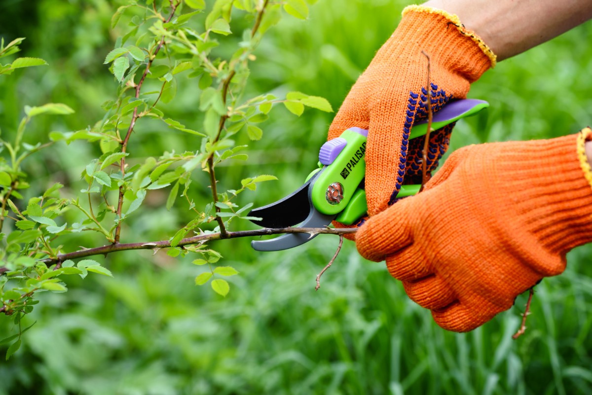 Techniques avancées pour le bouturage spécifique des rosiers anciens