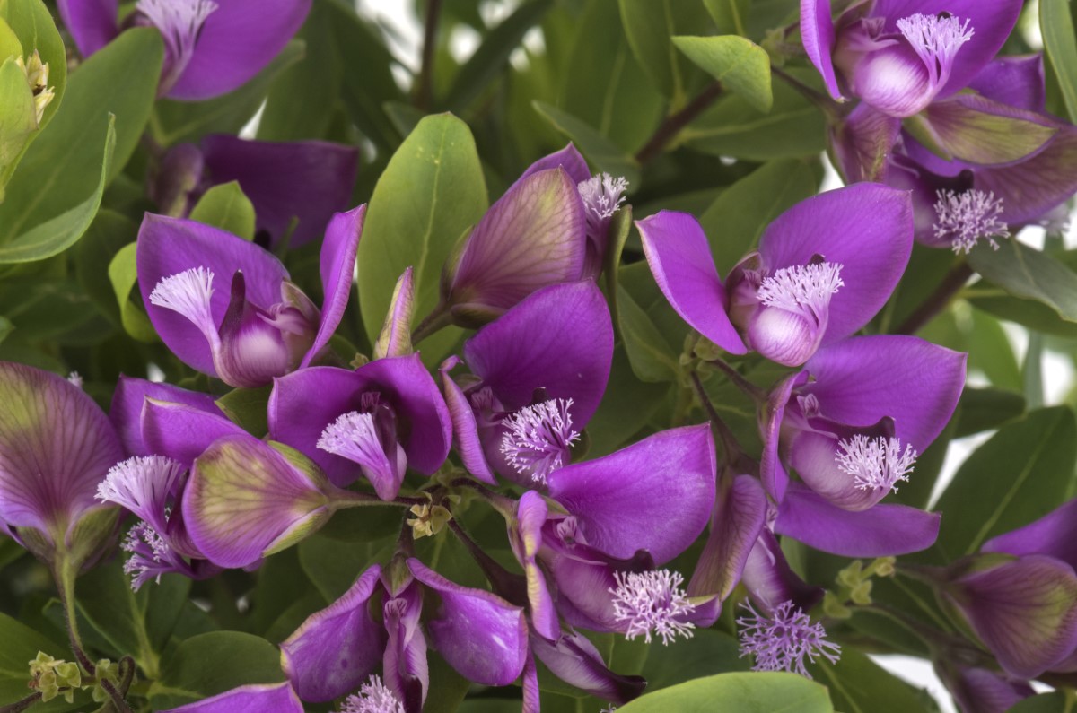 Maîtriser la culture du polygala myrtifolia, l'arbuste à floraison violet-bleu