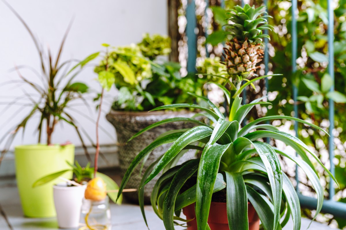 Les 6 plantes résistantes pour transformer votre balcon en oasis florale