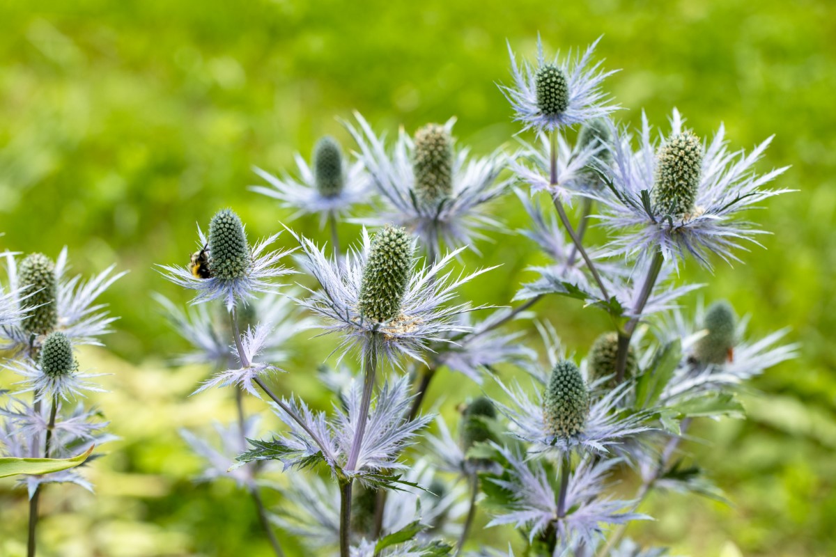 Les appellations des espèces florales les plus insolites et méconnues