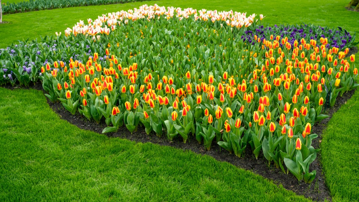 Les variétés de fleurs semées en juin pour un jardin coloré jusqu'à l'automne