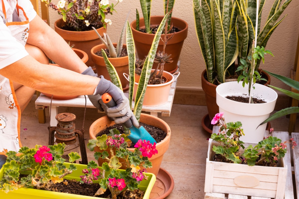 Choix de plantes d'ombre pour jardins ombragés et coins tranquilles