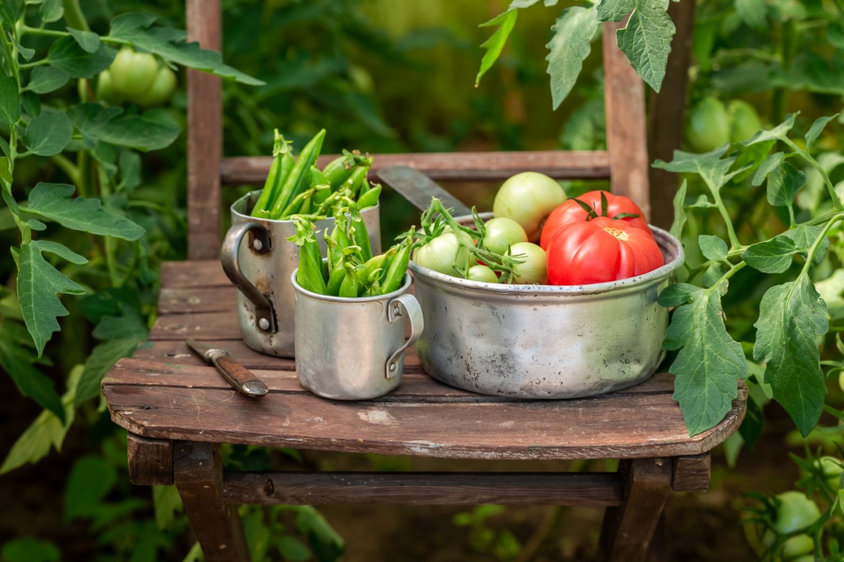 Cultivez des légumes hors saison grâce à la serre walipini