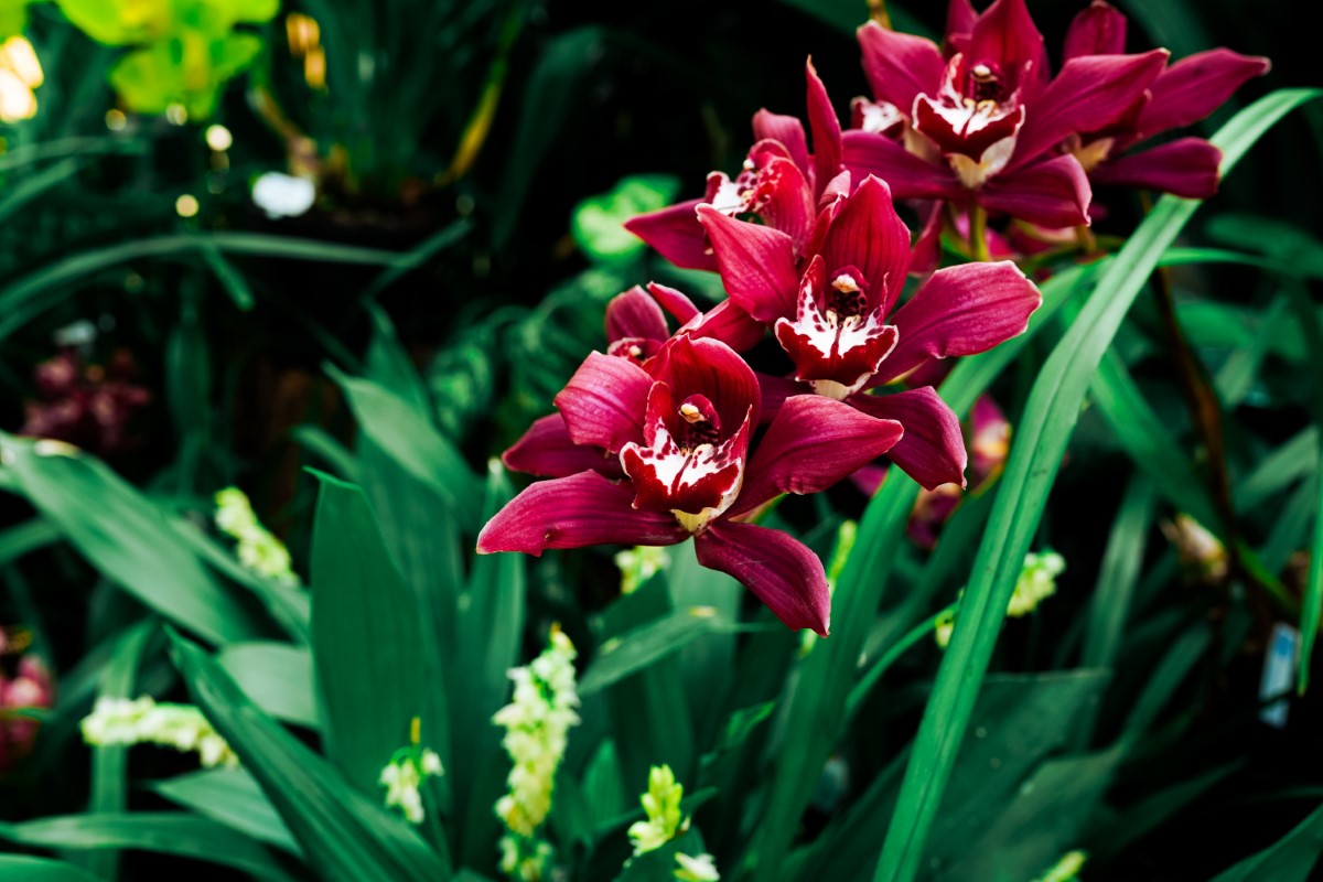 Cultiver l'orchidée rouge dans un jardin botanique spécialisé