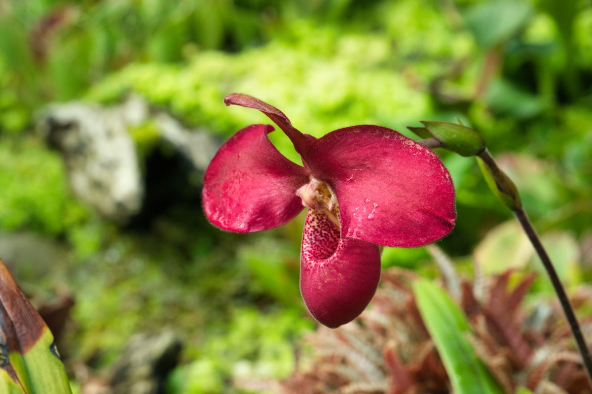 Cultiver l'orchidée rouge dans un jardin botanique spécialisé