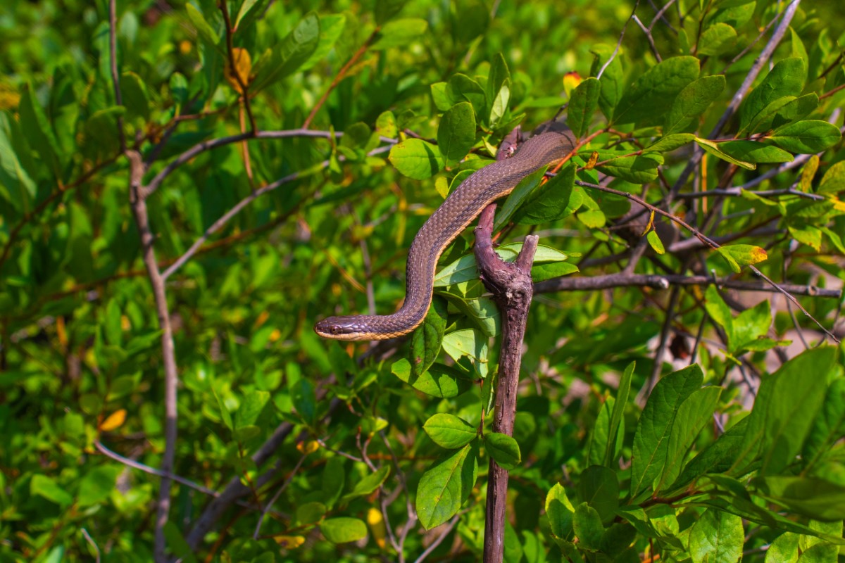 Capturer des photographies exceptionnelles de serpents en milieu naturel