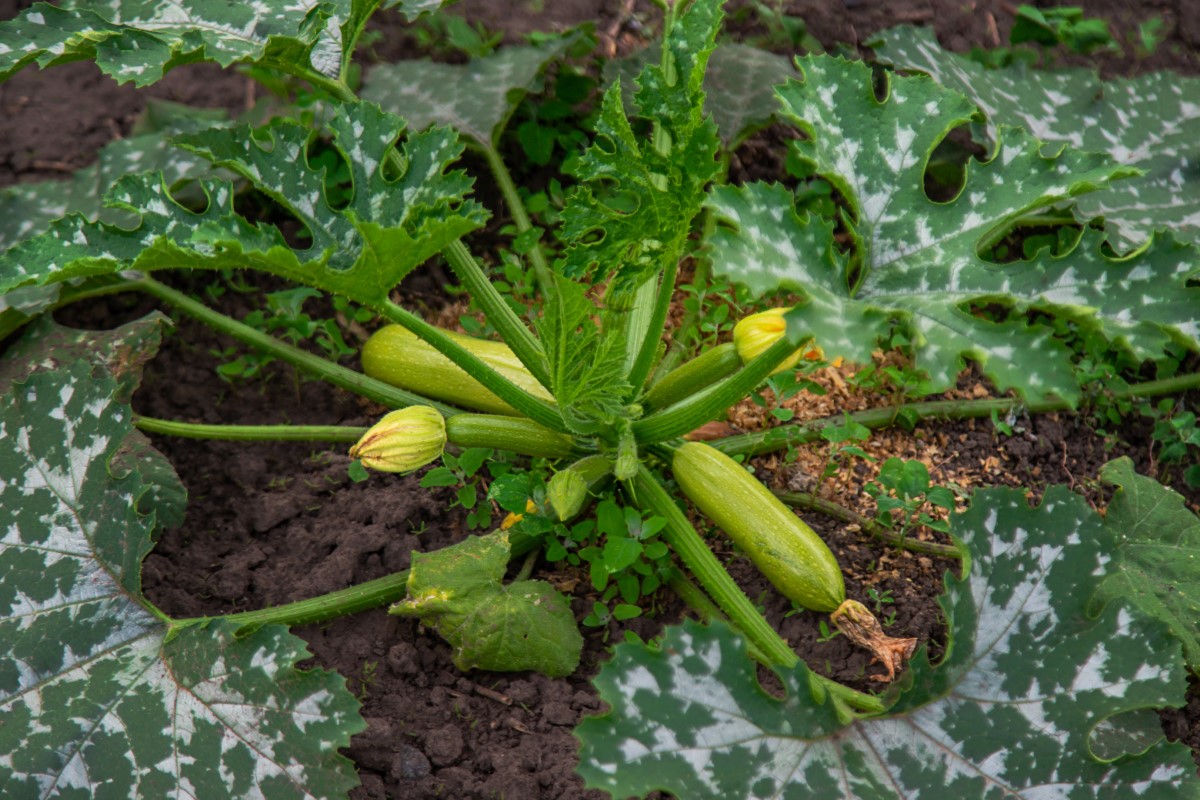 Arrosage des pieds de courgette : astuces contre les maladies fongiques