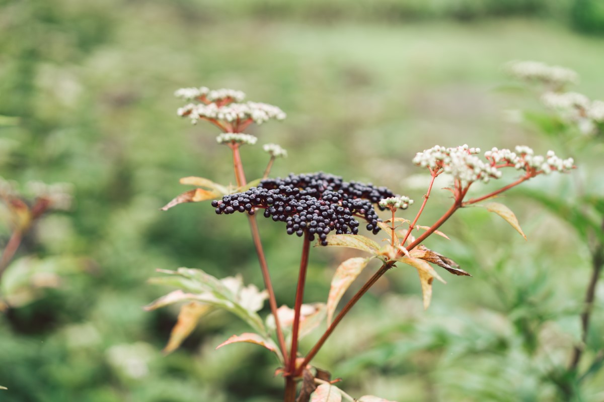 Cultiver les top plantes répulsives contre les taupes dans votre jardin