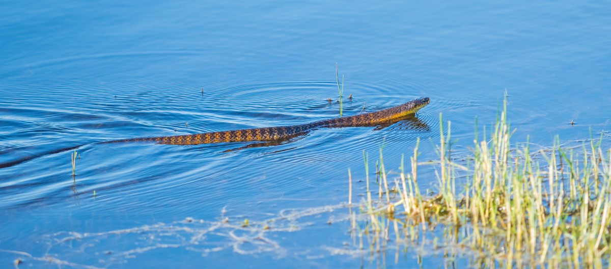 Capturer des photographies exceptionnelles de serpents en milieu naturel